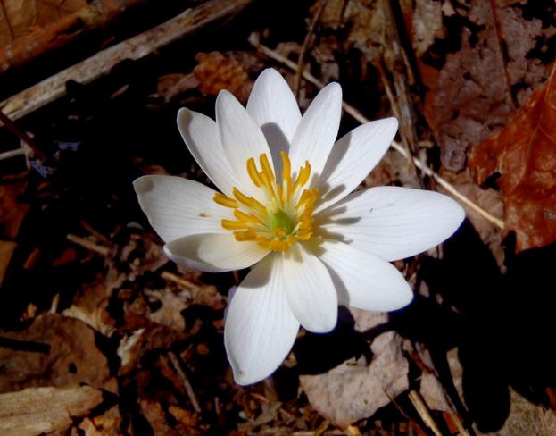 We spotted many nice Bloodroot flowers like this one!