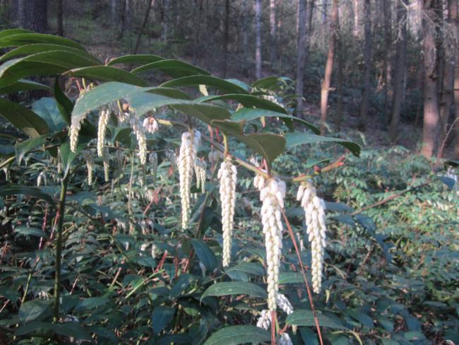 Dog Hobble was in full bloom.