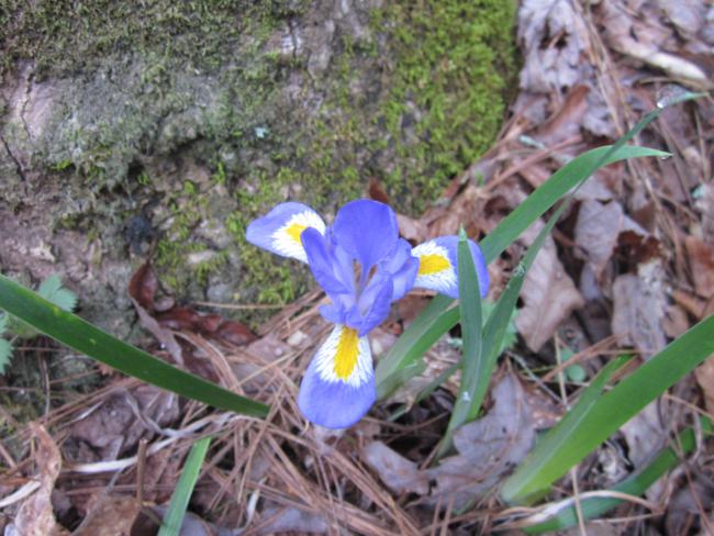 A great day for wildflowers. Here we have Iris Verna.