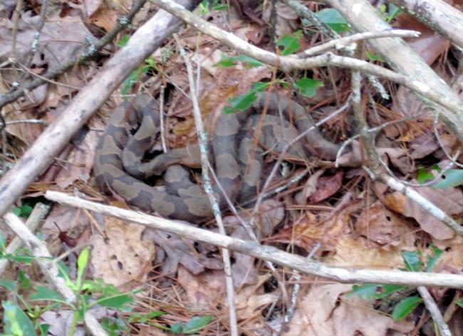 Snakes are out! Here we see two Copperheads possibly mating! Yikes!