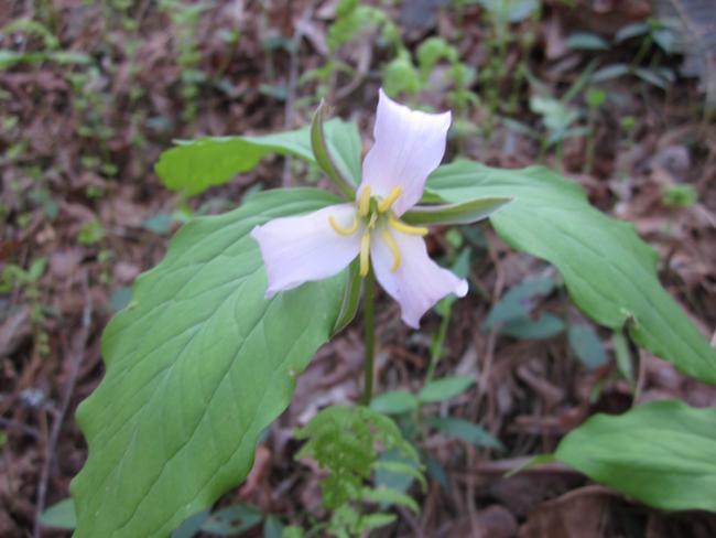 Catesby's Trillium were abundant today.