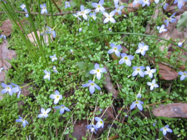 A nice patch of Bluets!