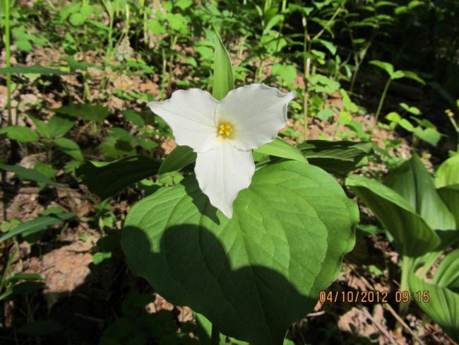Hundreds of Large Flowered Trillium were blooming.