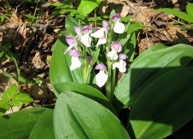 Showy Orchis were all along the trail.