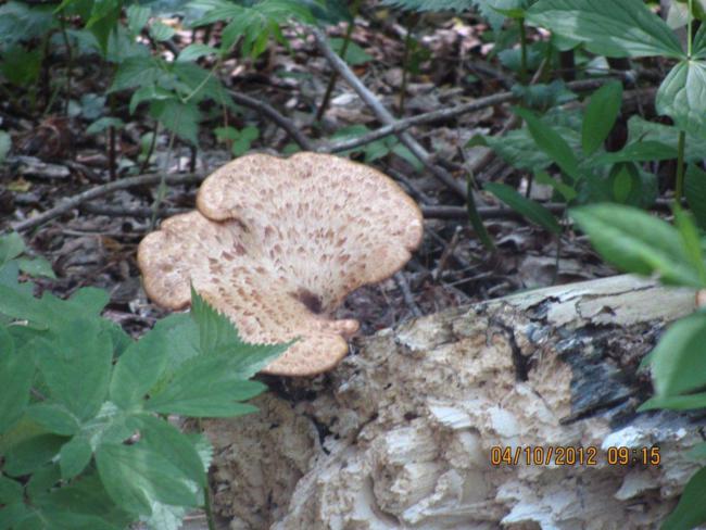 A nice large mushroom.