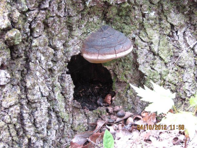 A critter condo with mushroom awning!