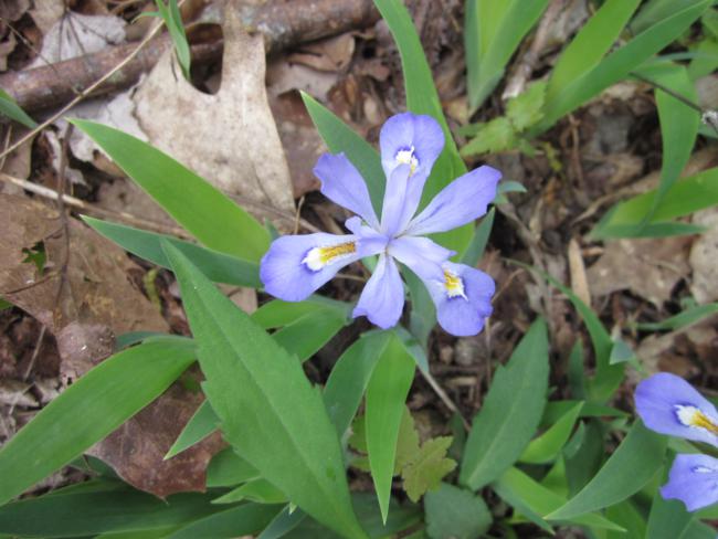 We saw hundreds of Dwarf Crested Iris along the Coosa trail.