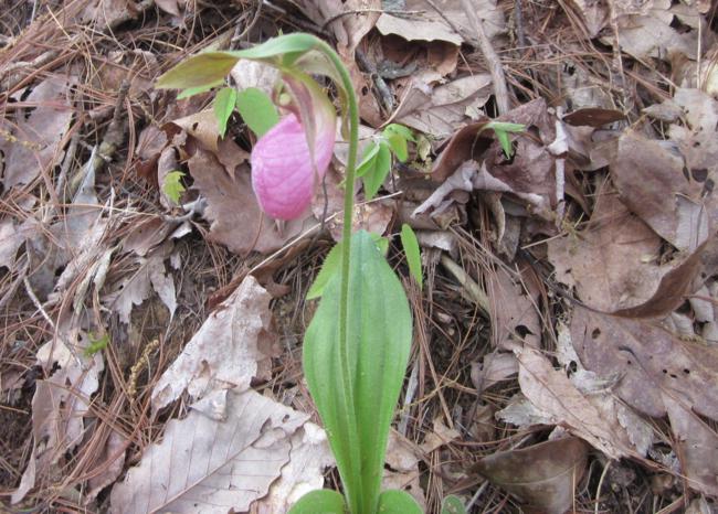 We saw several Pink Lady Slippers.