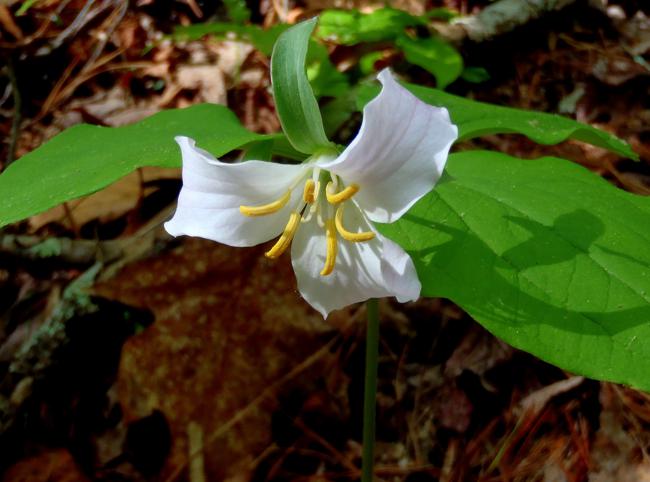 Catesby's Trillium, one of 43 species of wildflowers blooming today!