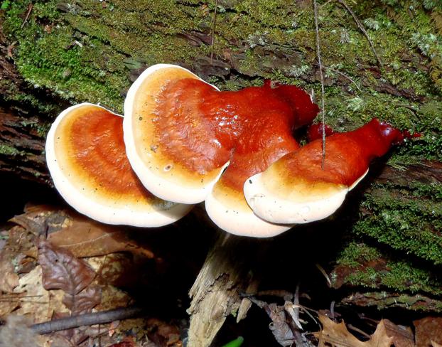 Mushrooms of the week!