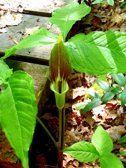 Jack-in-the-Pulpit