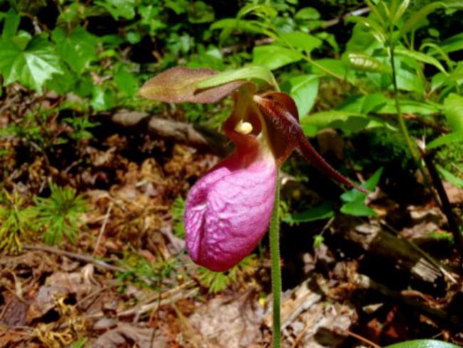 A Pink Lady Slipper!