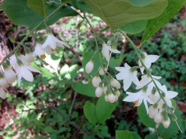 We saw lots of Bigleaf Snowbells blooming. (Styrax grandifolius)