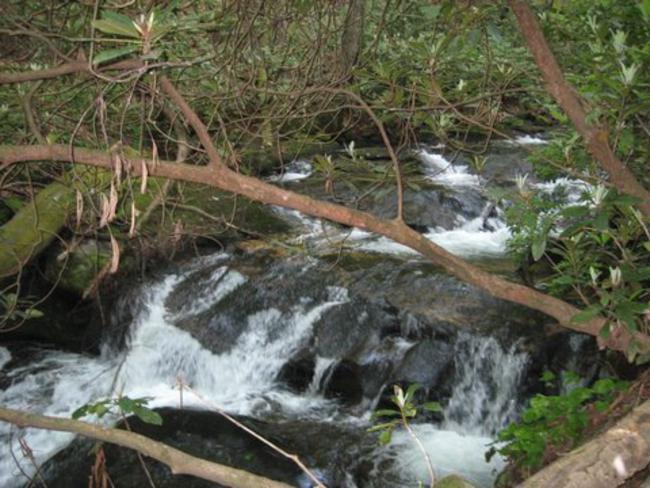 Beautiful views and sounds from Dodd Creek all along the trail.