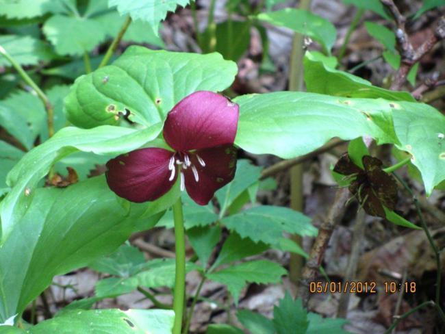 Vasey's Trillium.