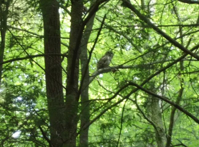 We spotted a large Barred Owl!