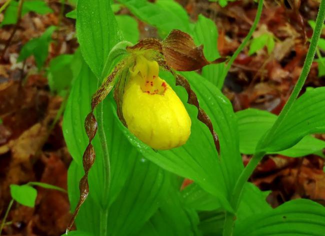 Always a treat to find Yellow Lady Slippers (Cypripedium calceolus)