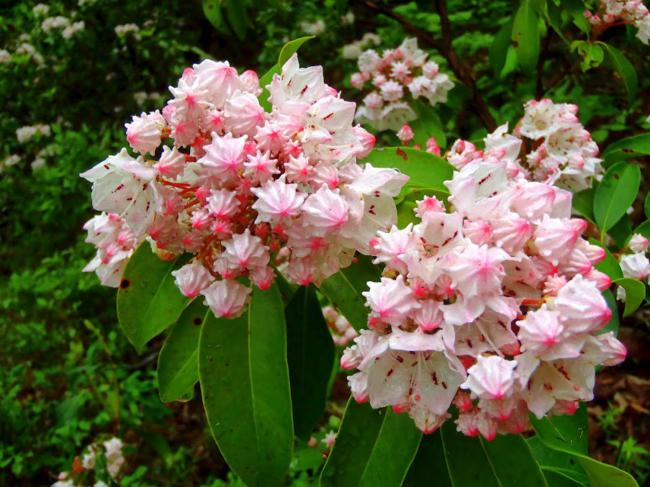 These Mountain Laurels (Kalmia latifolia) are just beginning to open.