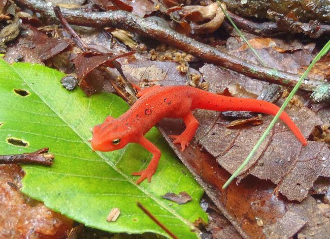 A nice Red Eft Salamander!