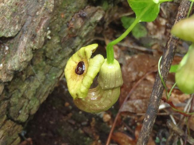 Dutchman's Pipe (Aristolochia macrophylla)