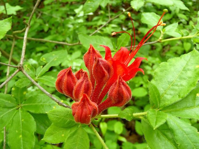 We saw lots of Flame Azaleas. These are deeper red than most.