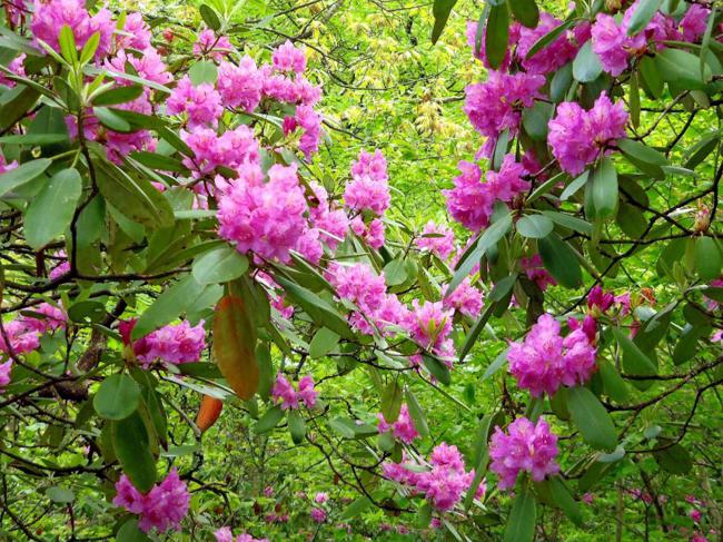 Hundreds of Catawba Rhododendrons were in peak bloom!