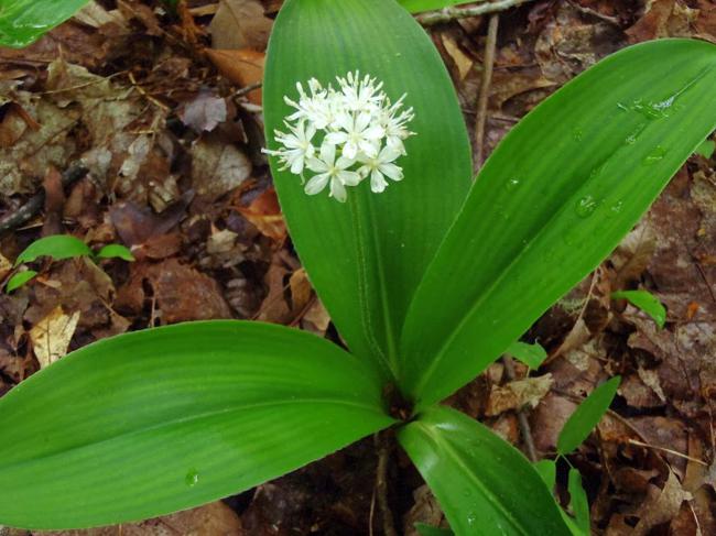 Great day for wildflowers. White Clintonia.