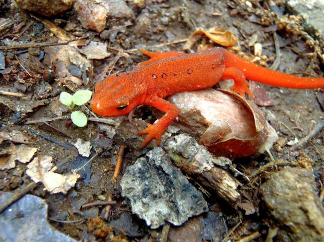 A nice little Red Eft Newt.