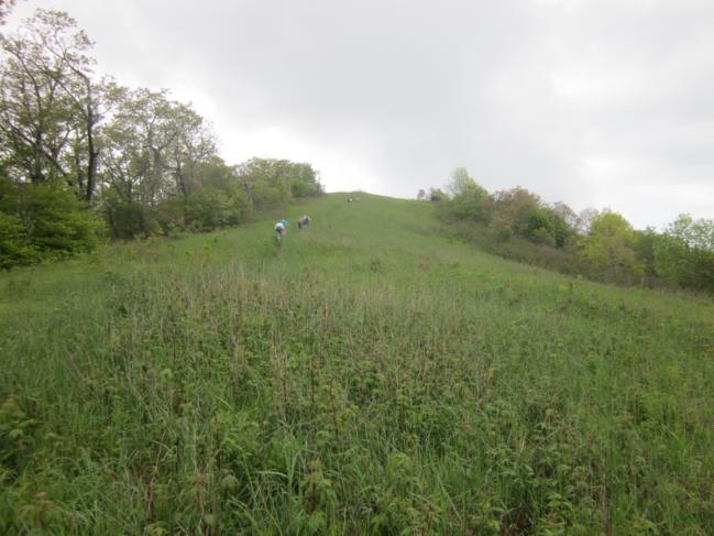 The long grassy slope that leads to the summit of Siler Bald!