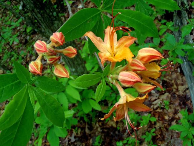 Another good week for Flame Azaleas!