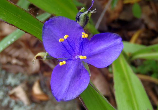 Wildflowers are abundant on this trail. Spiderwort (Tradescantia subaspera)
