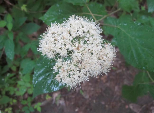 We saw hundreds of Wild Hydrangeas (Hydrangea arborescens) blooming.