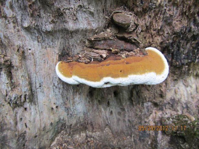 Fungus of the week!