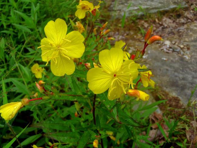 Beautiful Sundrops(Oenothera fruticosa)