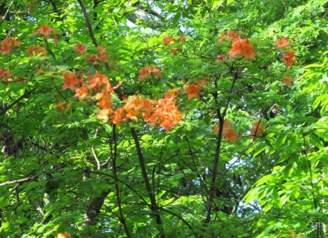The Flame Azaleas are near the end of their bloom cycle.
