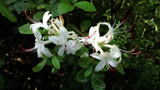 Beautiful and fragrant Sweet Azaleas.