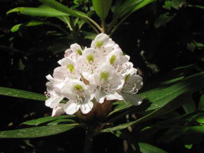 The Rosebay Rhododendrons are starting to bloom!