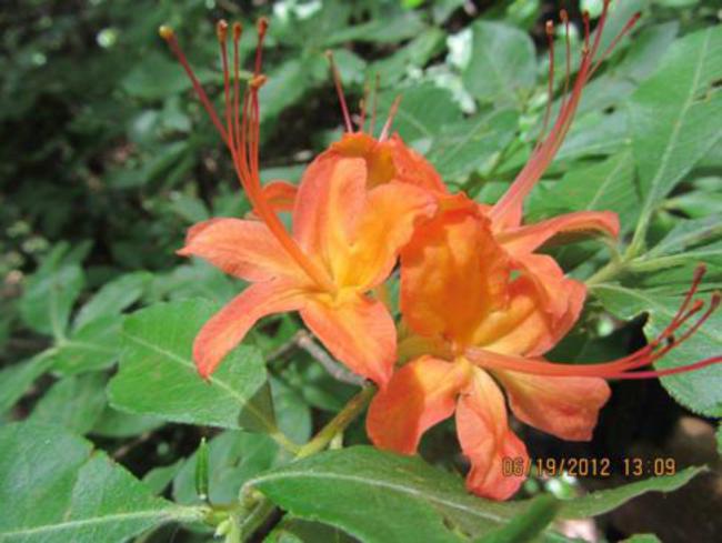 The Flame Azalea!