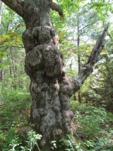 This old knarly Oak is near the peak of the Jacks Knob Trail.