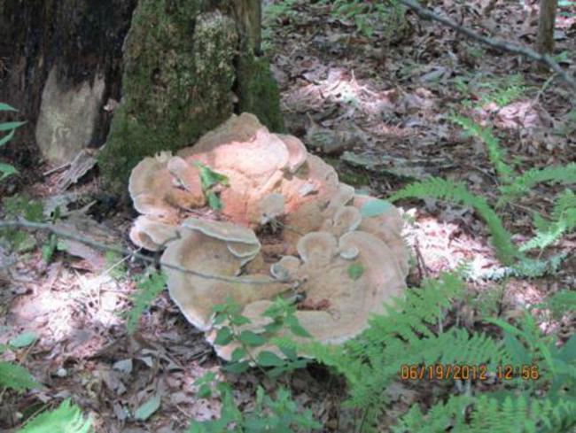 Mushroom of the week!