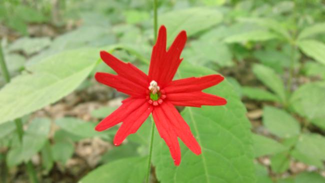 Fire Pink (Silene virginica).