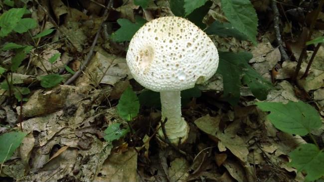 Mushroom of the week!