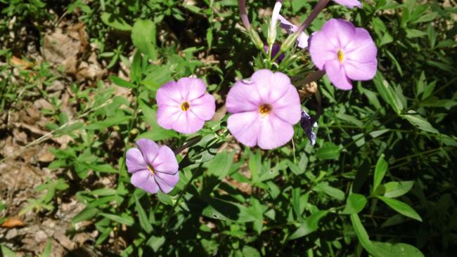 Phlox is in peak bloom season.
