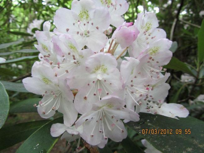 The Rosebay Rhododendrons were all along the trail today in full bloom..
