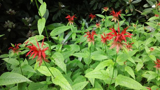 We passed by some nice patches of Red Bee Balm.