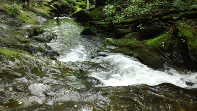 The trail follows closely along Kimsey Creek.
