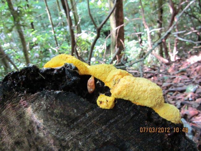 Fungus of the week!