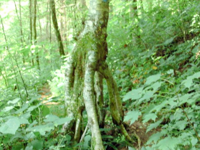 A tree on stilts!