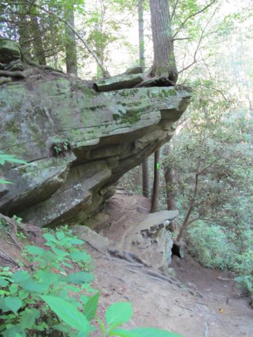 The trail passes under this large rock ledge with a big tree growing on the solid rock. Try growinga tree on a rock sometime!