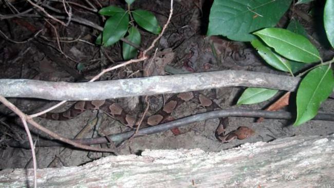 We walk past a healthy Copperhead Snake!